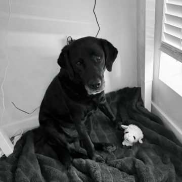 Jaden's black dog sitting on a gray blanket next to a small stuffed lamb toy