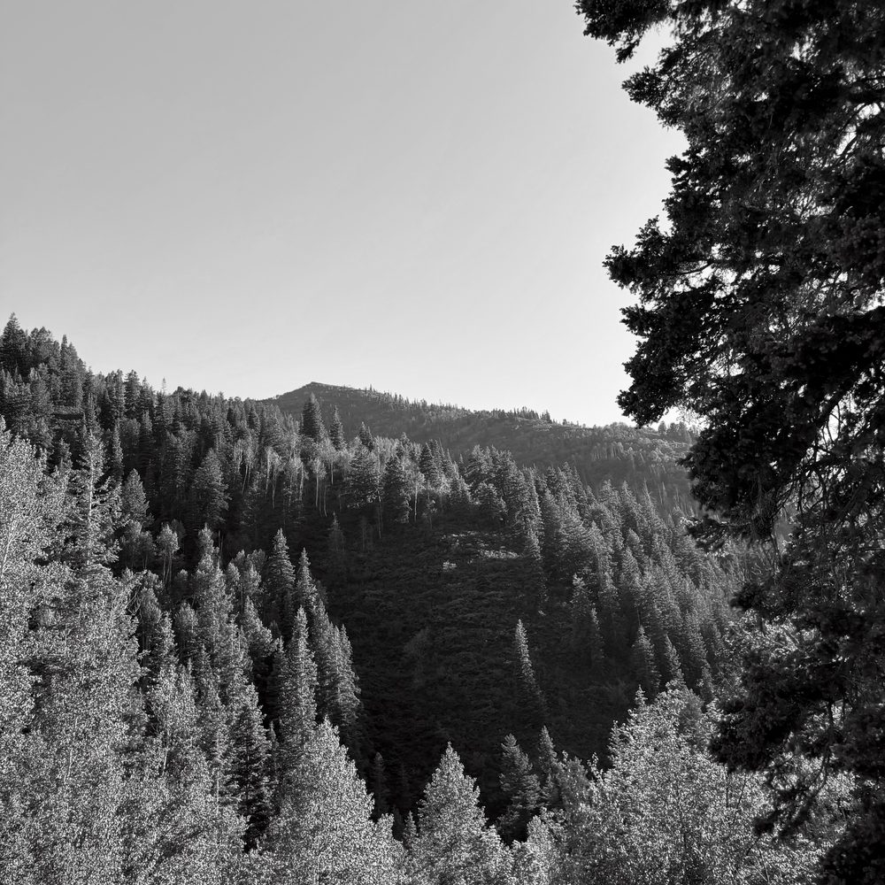 Pine-covered hillside in the mountains on a clear day
